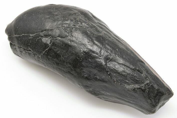 4.95" Fossil Sperm Whale (Scaldicetus) Tooth - South Carolina